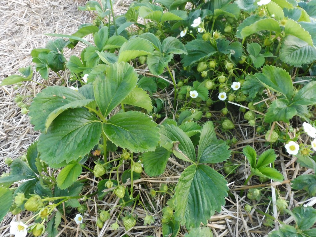 P1010602